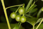 Black nightshade